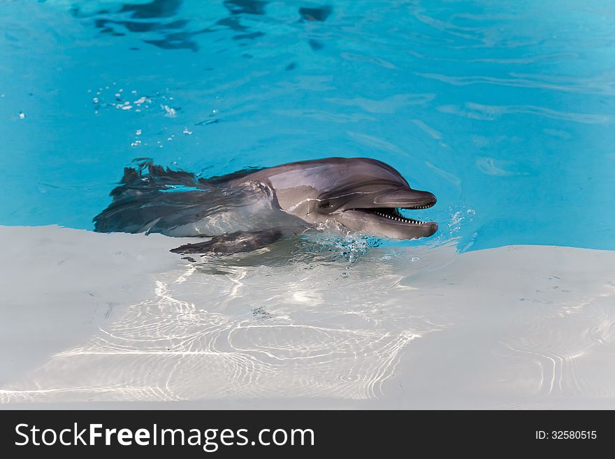 The wet dolphin smiling while laying on the edge of swimming pool. The wet dolphin smiling while laying on the edge of swimming pool