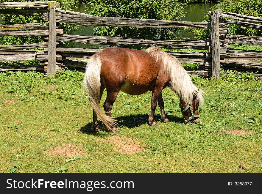 Small pony grazing in barnyard