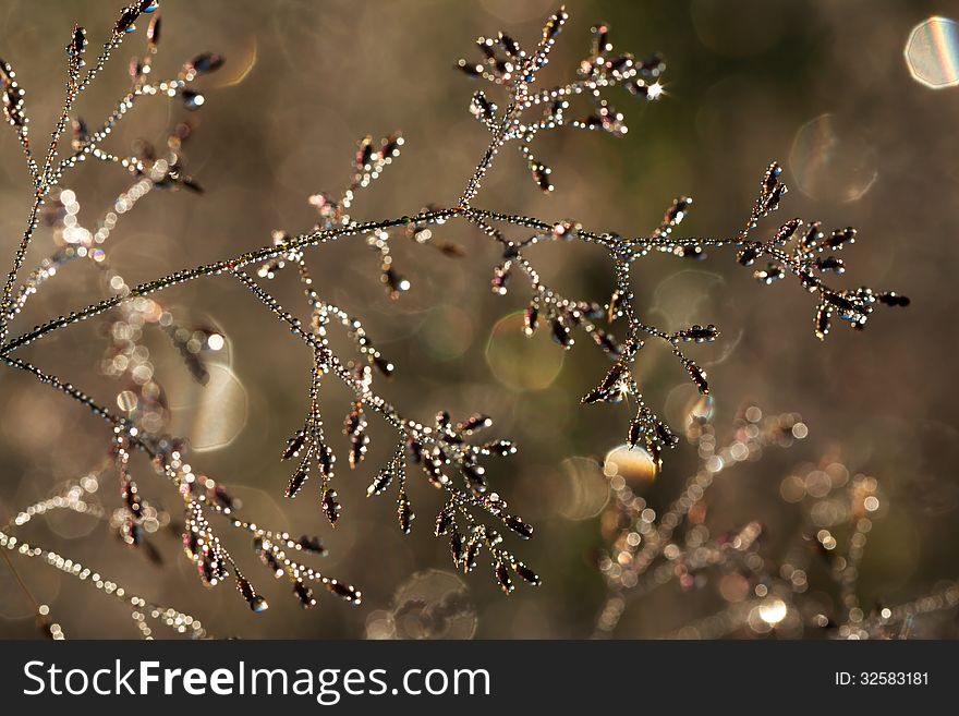 The grass with drops of dew glints in the sun. The grass with drops of dew glints in the sun