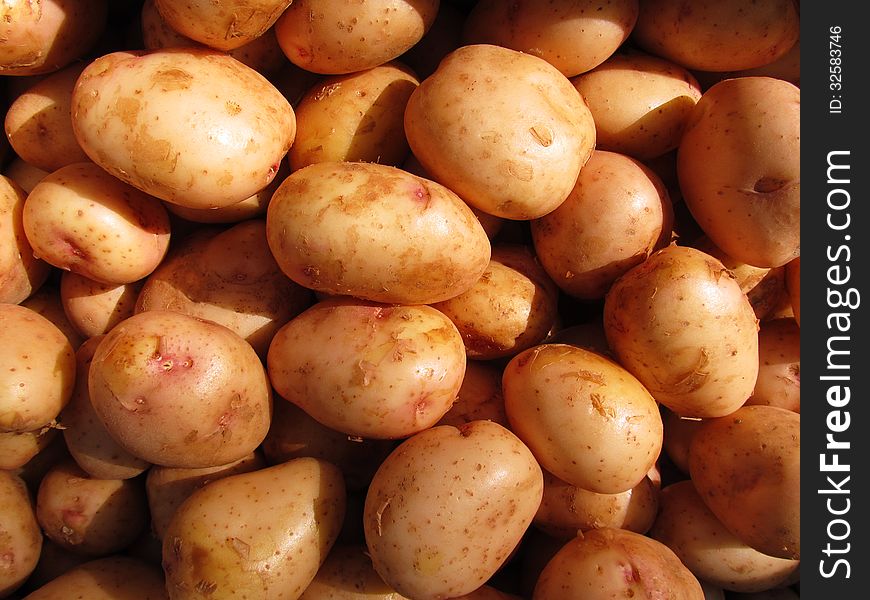 The entire frame is occupied by tubers of potatoes in the first harvest. The entire frame is occupied by tubers of potatoes in the first harvest.