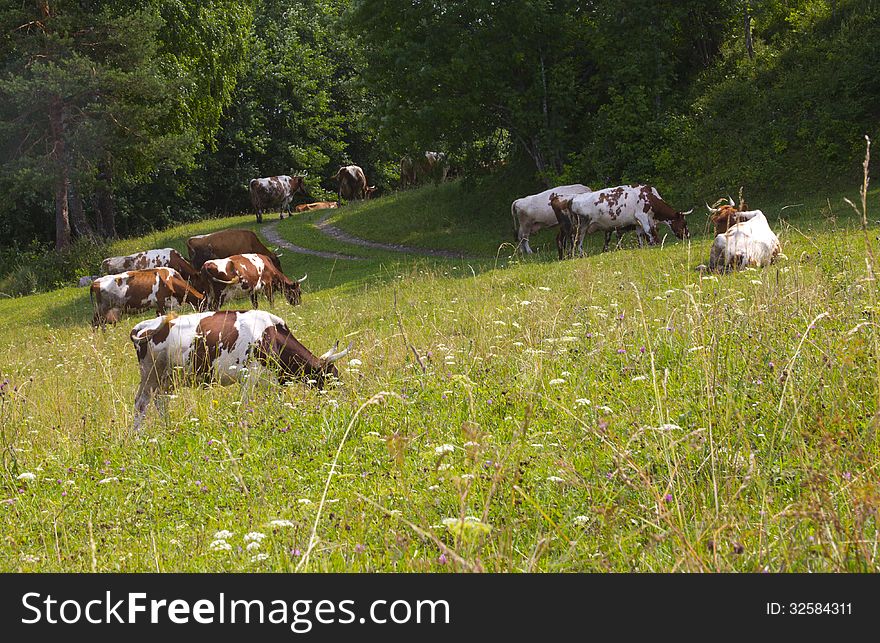 Cattle On Pasture