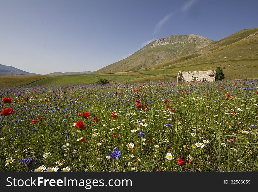 Abandoned house of dreams on flowers meadow