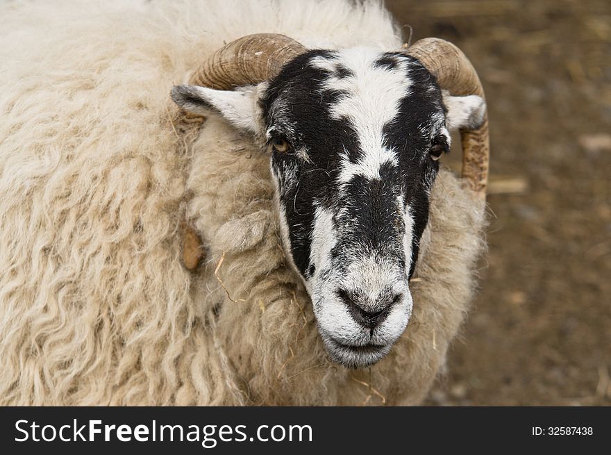 A hairy, black-faced ram. A hairy, black-faced ram