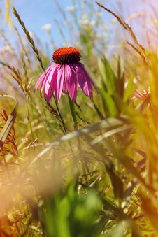 Field Of Wild Flowers Echinacea Stock Photo Field Of Wild Flowers Echinacea Stock Photo