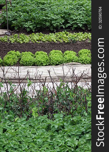 Vegetable garden with mixture of vegetable plants potatoes, beans, salad, lettuce in early springtime