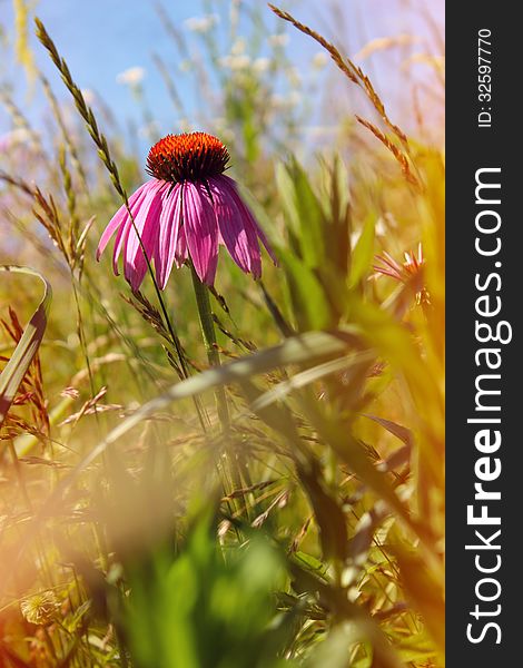 Field of wild flowers echinacea and sunshine
