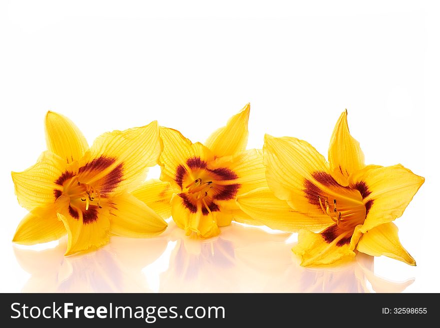 Three lily flowers on a white background