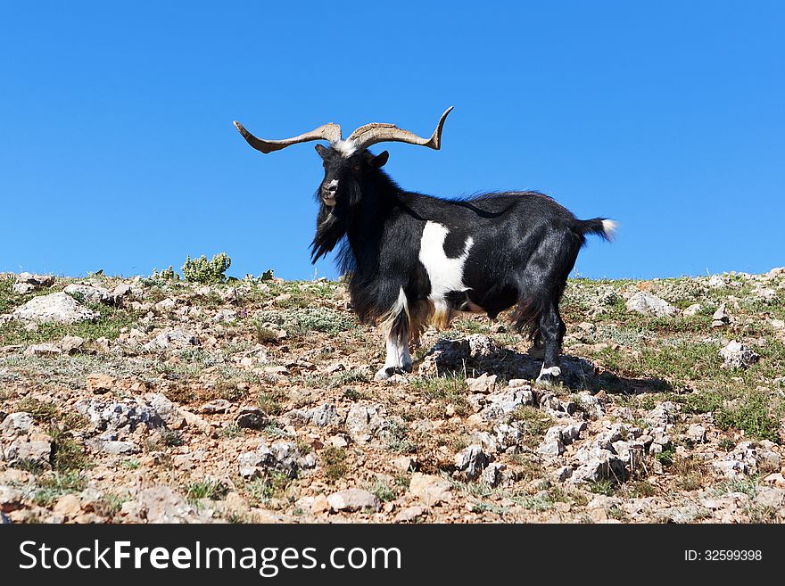 Goat grazing on a rock against the sea. Goat grazing on a rock against the sea