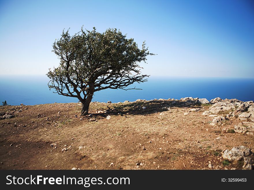 Lonely Tree Against The Sea