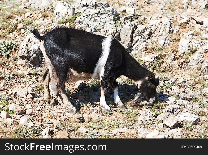 Black and white goat grazing on a rock