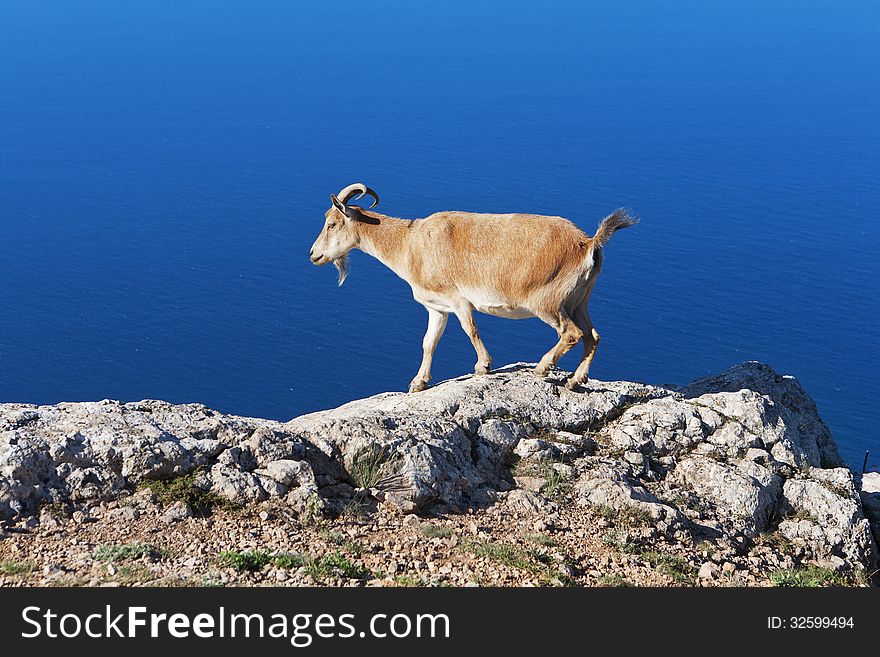 Goat grazing on a rock against the sea. Goat grazing on a rock against the sea