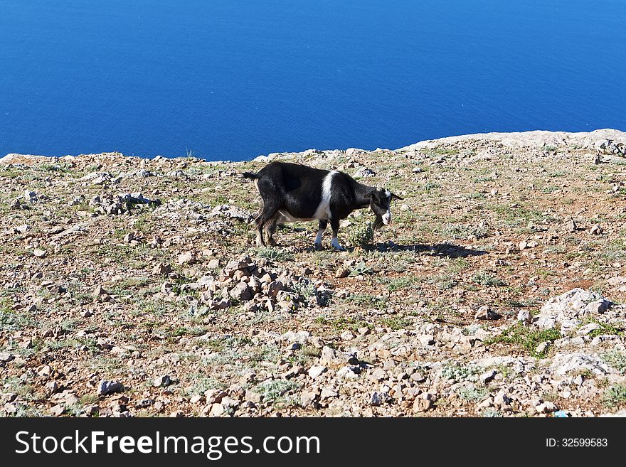 Goat grazing on a rock against the sea. Goat grazing on a rock against the sea