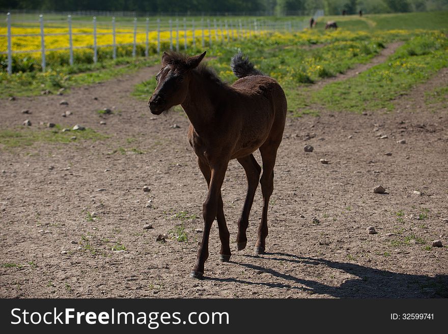 A brown foal walking.