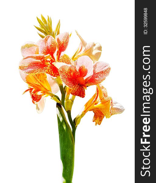 Beautiful orange flower of blooming canna close up