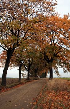Autumn Road Royalty Free Stock Photography