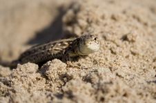 The Lizard On Sand Royalty Free Stock Photography The Lizard On Sand Royalty Free Stock Photography
