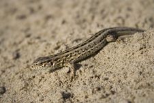 The Lizard On Sand Royalty Free Stock Photos The Lizard On Sand Royalty Free Stock Photos
