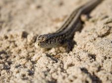 The Lizard On Sand Stock Photos The Lizard On Sand Stock Photos