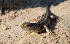 The Lizard On Sand Stock Photo The Lizard On Sand Stock Photo