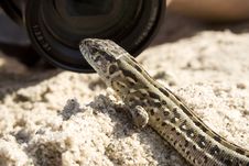 The Lizard On Sand Stock Photography The Lizard On Sand Stock Photography