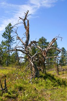 Dead Tree In Field Stock Image