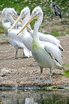 Dalmatian Pelican 1 Royalty Free Stock Images Dalmatian Pelican 1 Royalty Free Stock Images