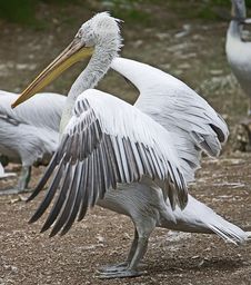 Dalmatian Pelican 2 Stock Photo Dalmatian Pelican 2 Stock Photo