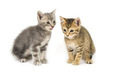Two Hungry Kittens Stock Photography