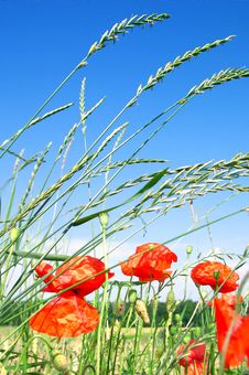 Red Poppies On A Green Meadow Royalty Free Stock Photos Red Poppies On A Green Meadow Royalty Free Stock Photos