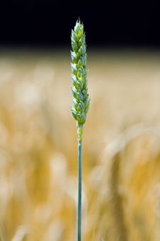 Green Wheat Ear On A Field Royalty Free Stock Images Green Wheat Ear On A Field Royalty Free Stock Images