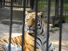 Tiger Behind Bars Royalty Free Stock Photography Tiger Behind Bars Royalty Free Stock Photography