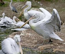 Dalmatian Pelican 3 Royalty Free Stock Photography Dalmatian Pelican 3 Royalty Free Stock Photography