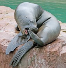 Sea-lion 3 Royalty Free Stock Photos