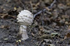 Lone Mushroom Stock Images