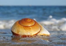 Shell On The Beach Stock Photo Shell On The Beach Stock Photo