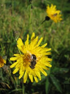 A Bee On The Dandelion Stock Photography