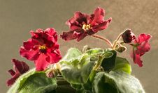 African Violet Stock Photography