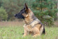 Attentive Sheep-dog Royalty Free Stock Photography Attentive Sheep-dog Royalty Free Stock Photography