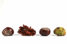 Chestnuts Isolated On White Royalty Free Stock Photo