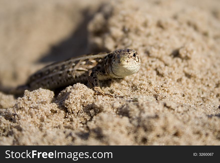 The Lizard On Sand
