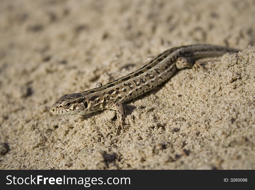 The lizard on sand is basked in the sun