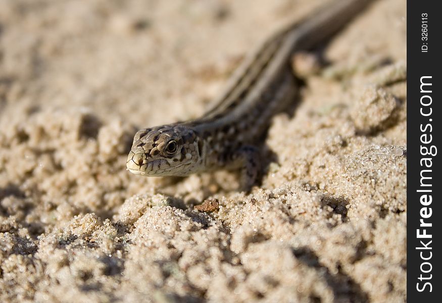 The lizard on sand is basked in the sun