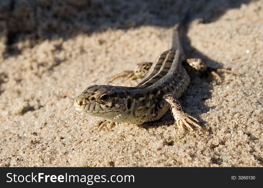 The lizard on sand is basked in the sun