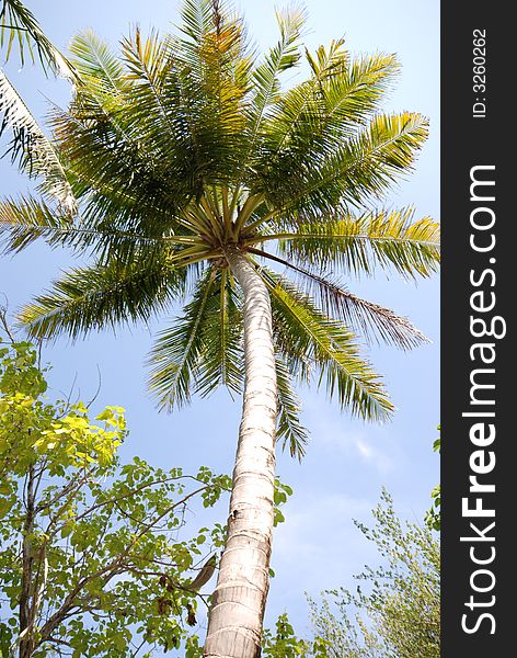 A coconut tree on Full Moon Island, Maldives