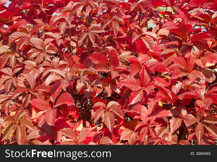 Red autumn leaves background texture. Red autumn leaves background texture