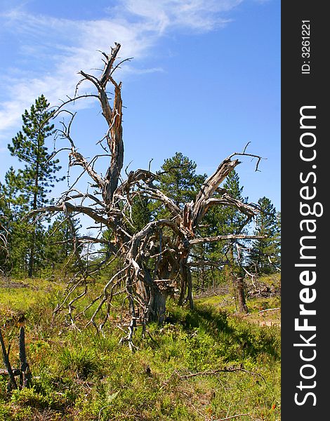 A dead tree stands in an empty field in northern Michigan. A dead tree stands in an empty field in northern Michigan