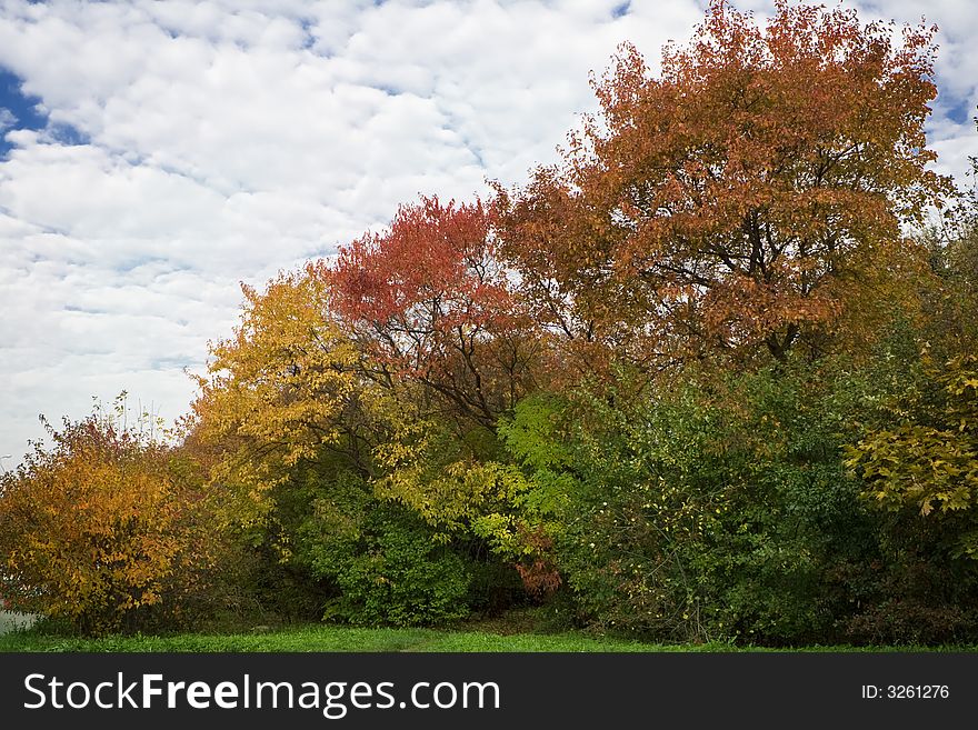 Autumn leaves of multiple colors. Autumn leaves of multiple colors