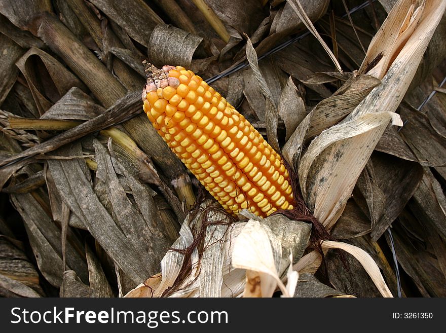 Dry corn cobb on dry corn stalk ready for fall festival