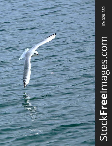 Bird flies freely in the blue sky. I love the freedom and the peaceful manner of the bird. Bird flies freely in the blue sky. I love the freedom and the peaceful manner of the bird.