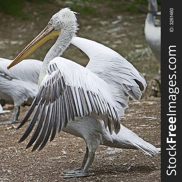 Portrait of nice dalmatian pelican. Portrait of nice dalmatian pelican